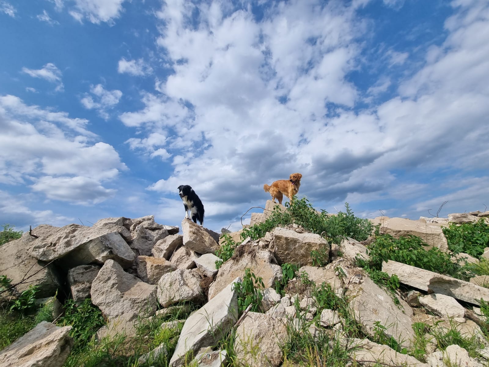 Szkolenie psów z Grupy poszukiwawczo-ratowniczej OSP Łochowo na terenie BPPT